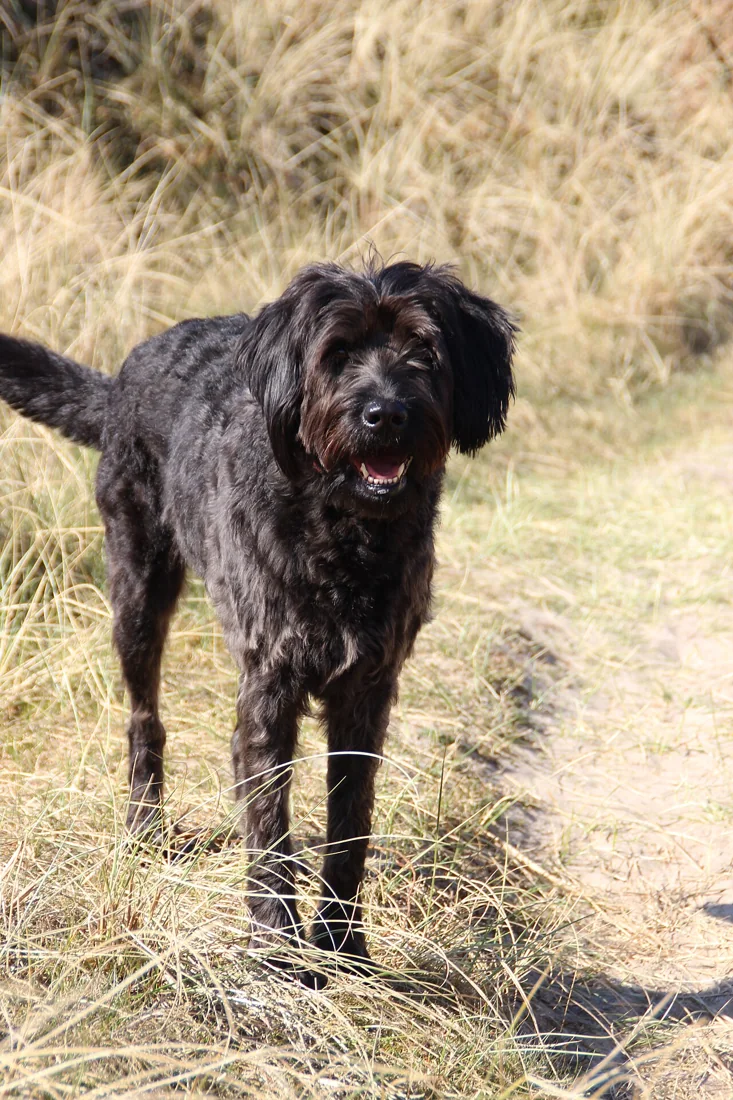 A dark shaggy dog standing beside beach grass and sand.