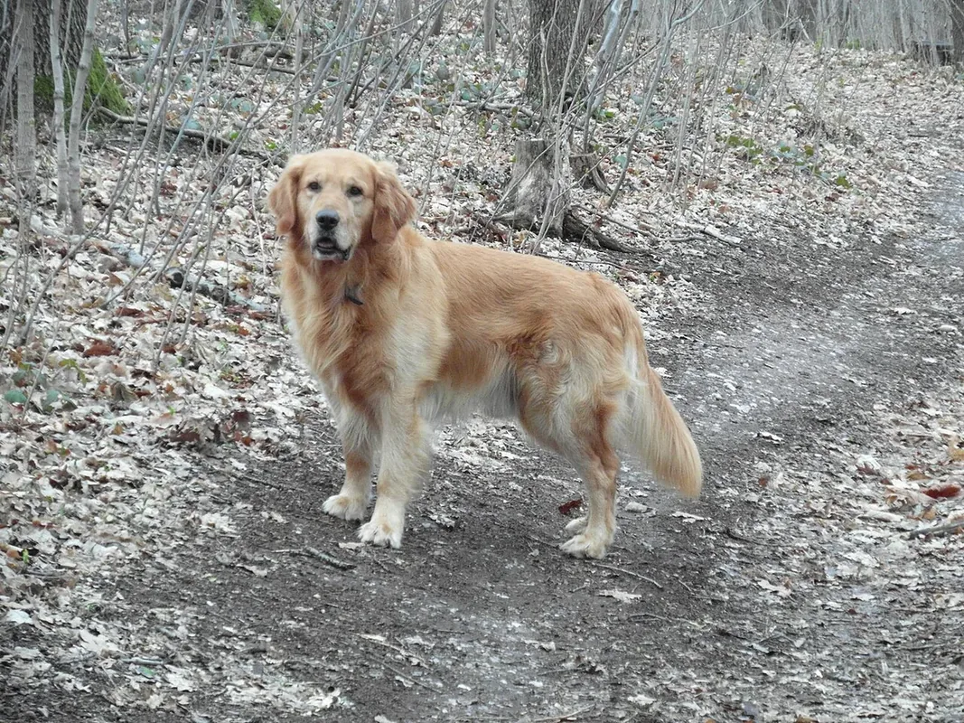A seven-year-old Golden Retriever.