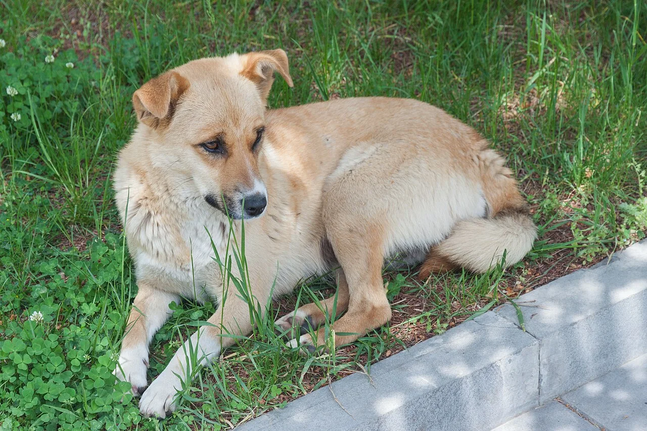 A tan dog resting beside a low wall with green plants behind it.
