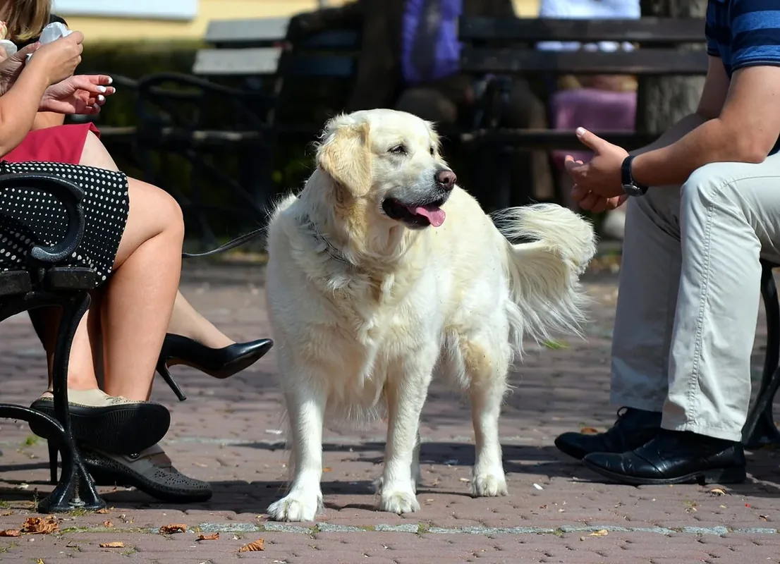 Der weiße Hund