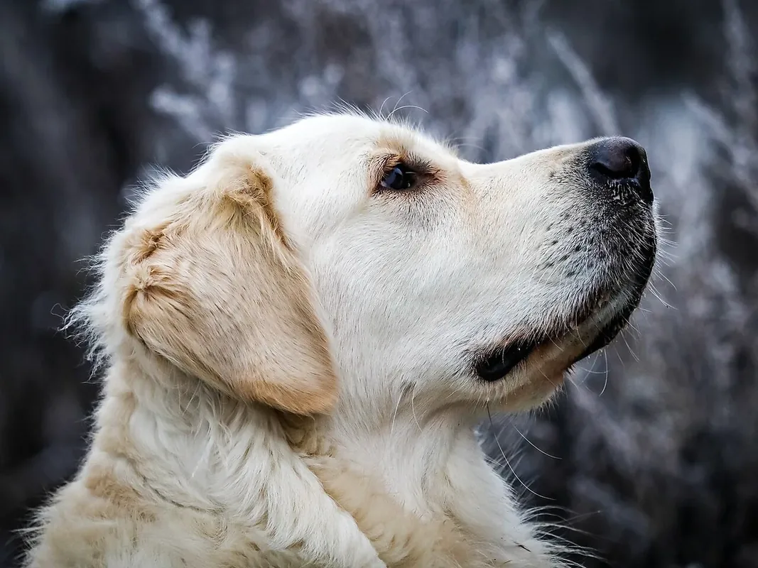 Golden Retriever in the wood “Schmalo” near Hausdülmen, Dülmen, North Rhine-Westphalia, Germany