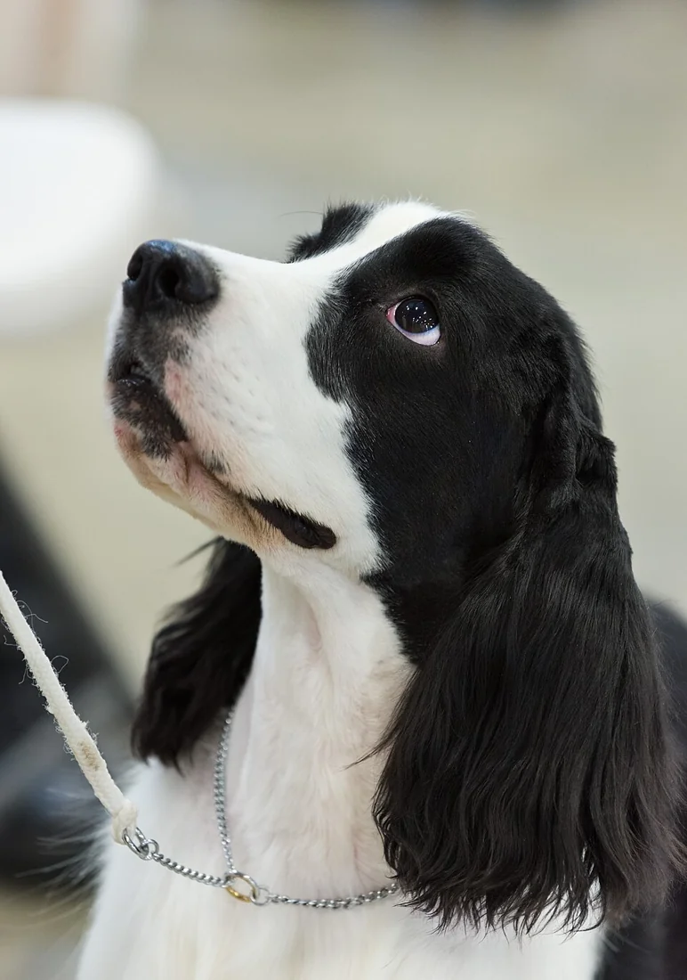 A black and white English cocker spaniel looking upward.