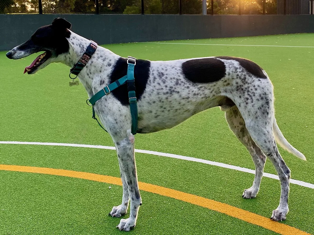 Black-and-white greyhound wearing a harness on a marked outdoor surface.