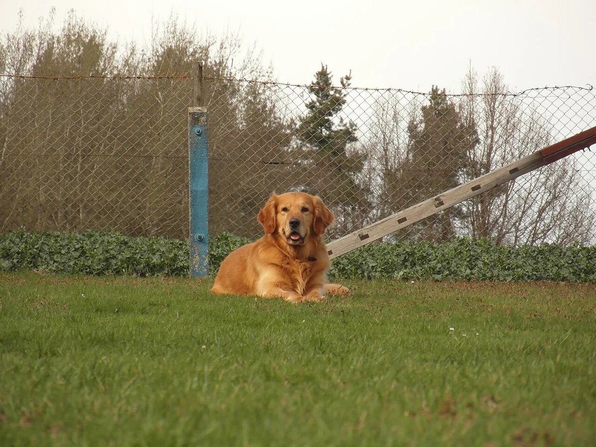 Golden retriever lying on grass beside a chain-link fence.