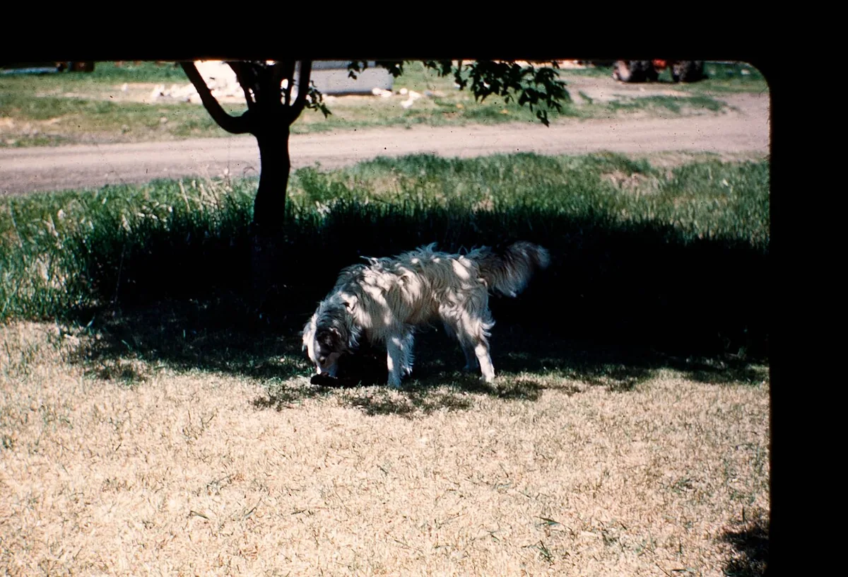 Dark dog lying in shade beside an open grassy area.