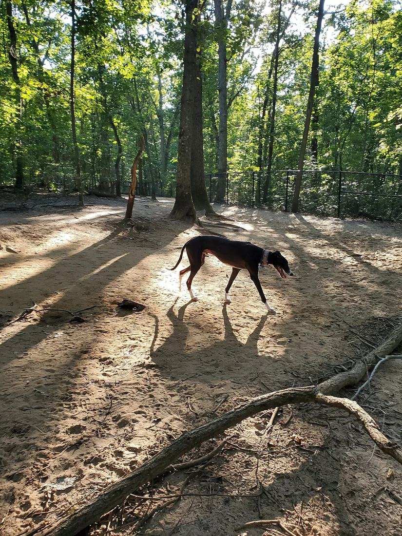 A greyhound walking among trees on a sunlit forest path.