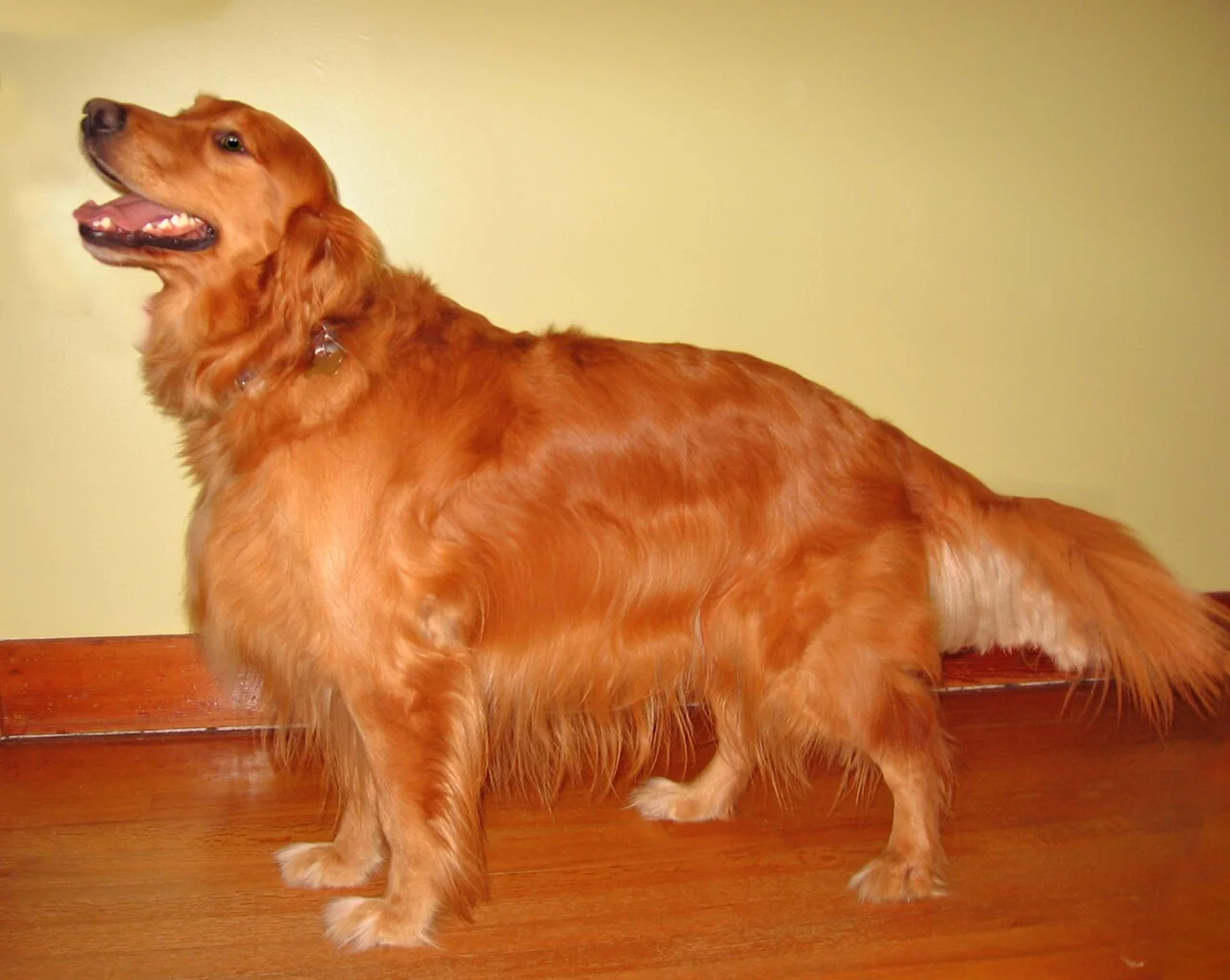A golden retriever standing sideways in an indoor room.