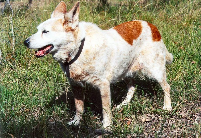An older white and brown dog standing on grass.