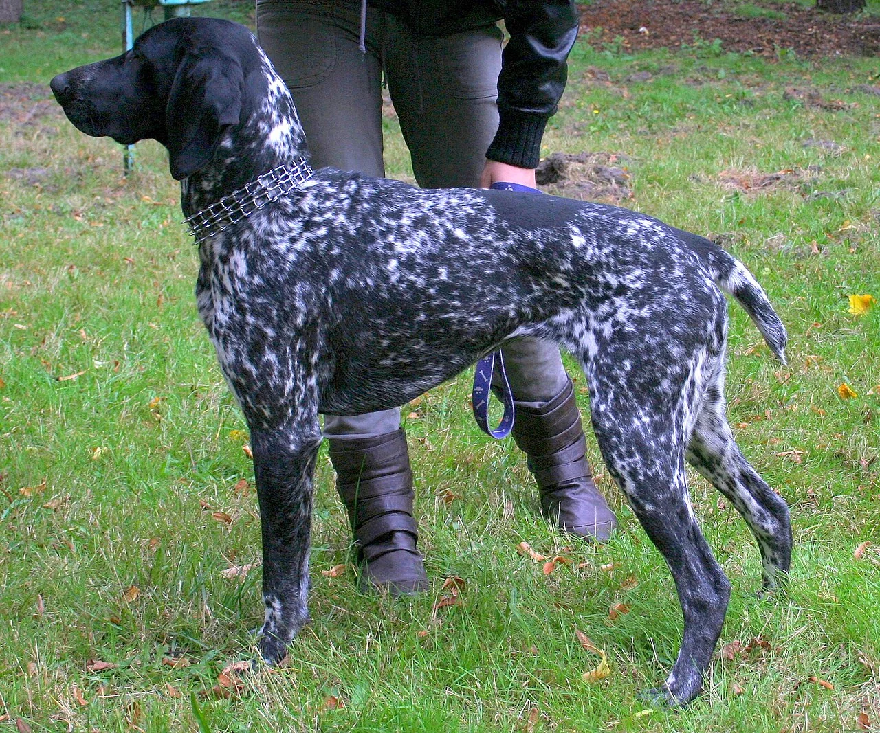 A black and white speckled dog standing on grass beside a handler.