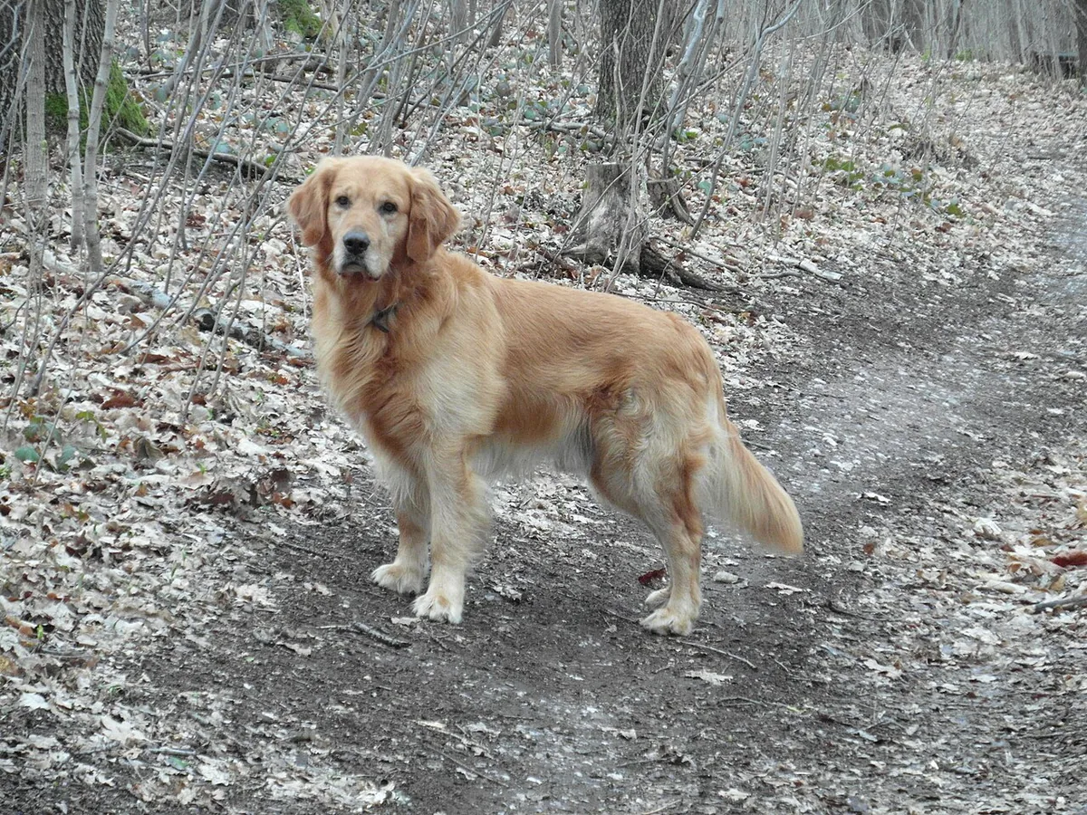 Golden retriever standing among dry leaves and bare branches.