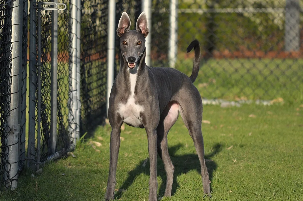 Gray greyhound standing on grass beside a fence.