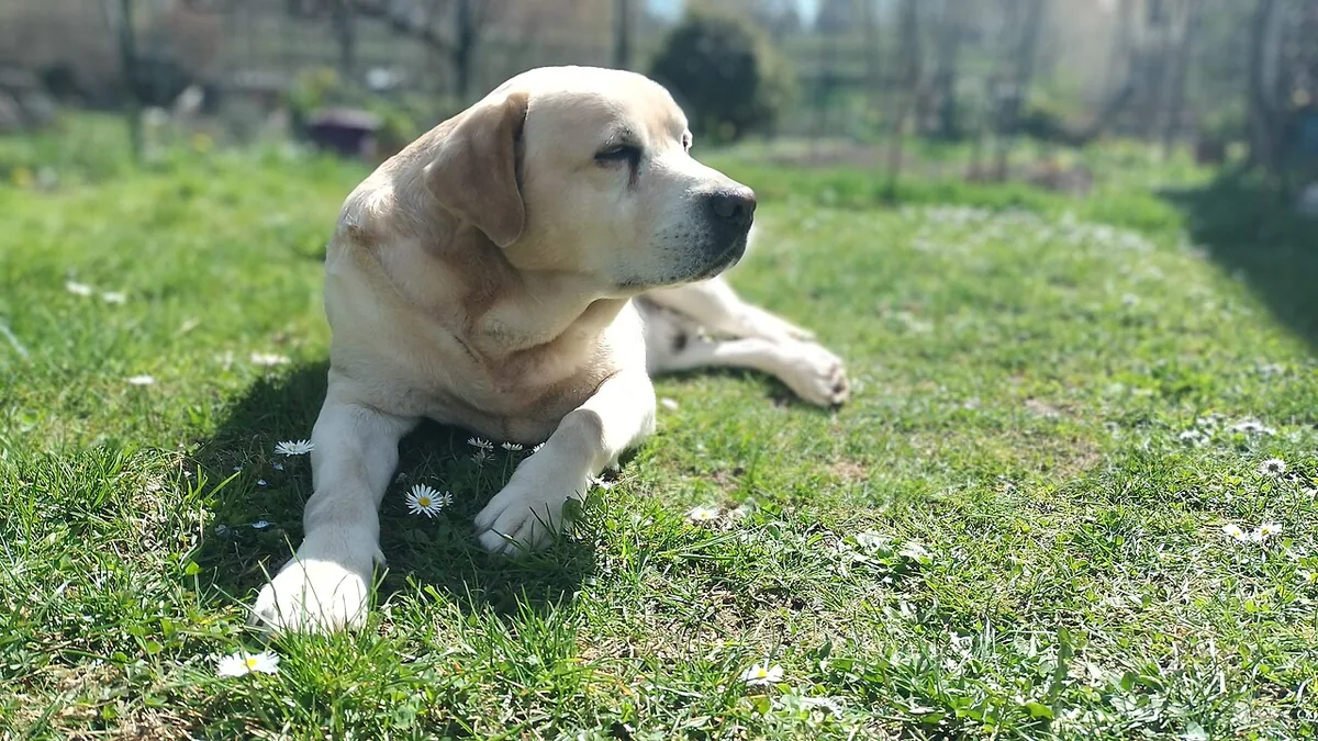 Yellow Labrador lying on green grass.