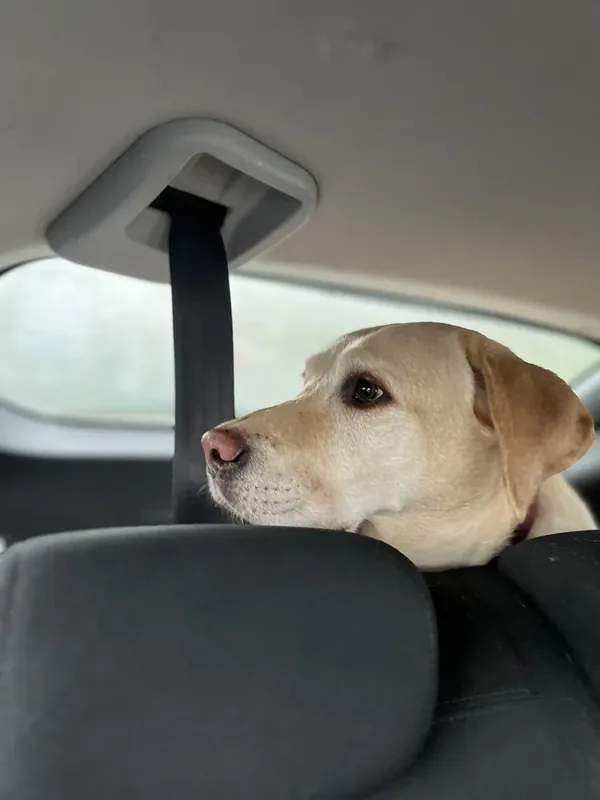 Kingofthewetcats's Labrador Retriever.