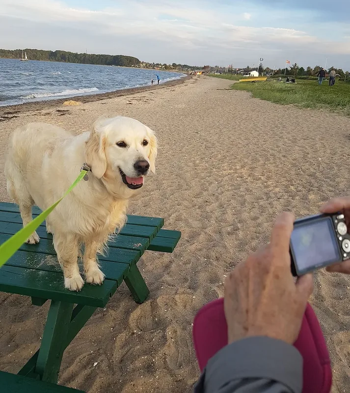 Mange Golden Retrievere er meget fotogene