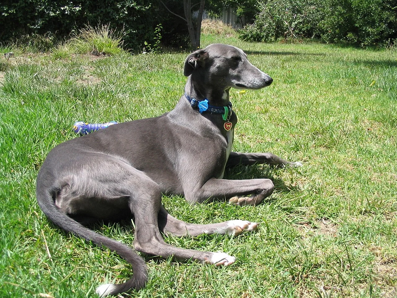 A gray greyhound lying on a sunny lawn.