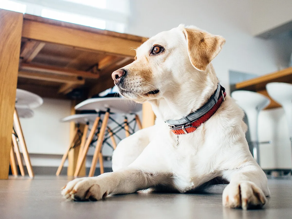Yellow Labrador wearing a collar and looking upward indoors.