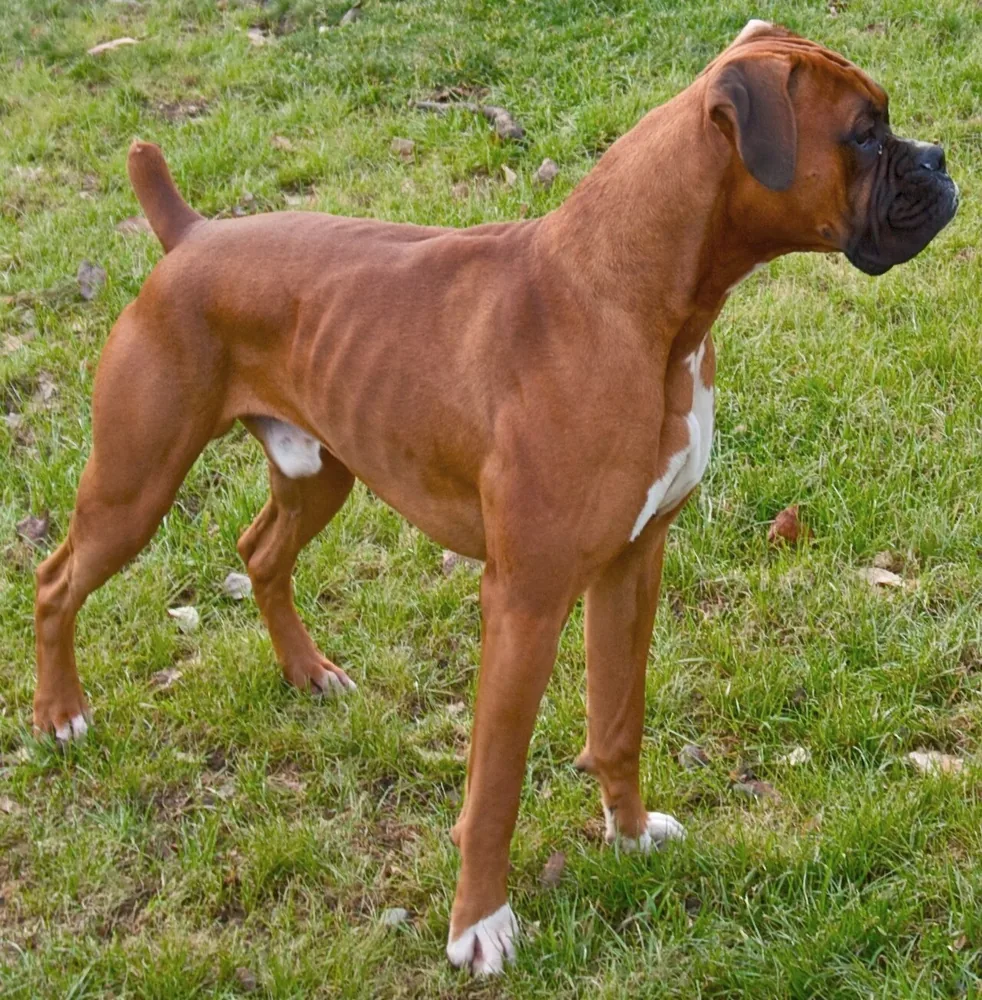 Brown boxer standing on grass and looking to one side.