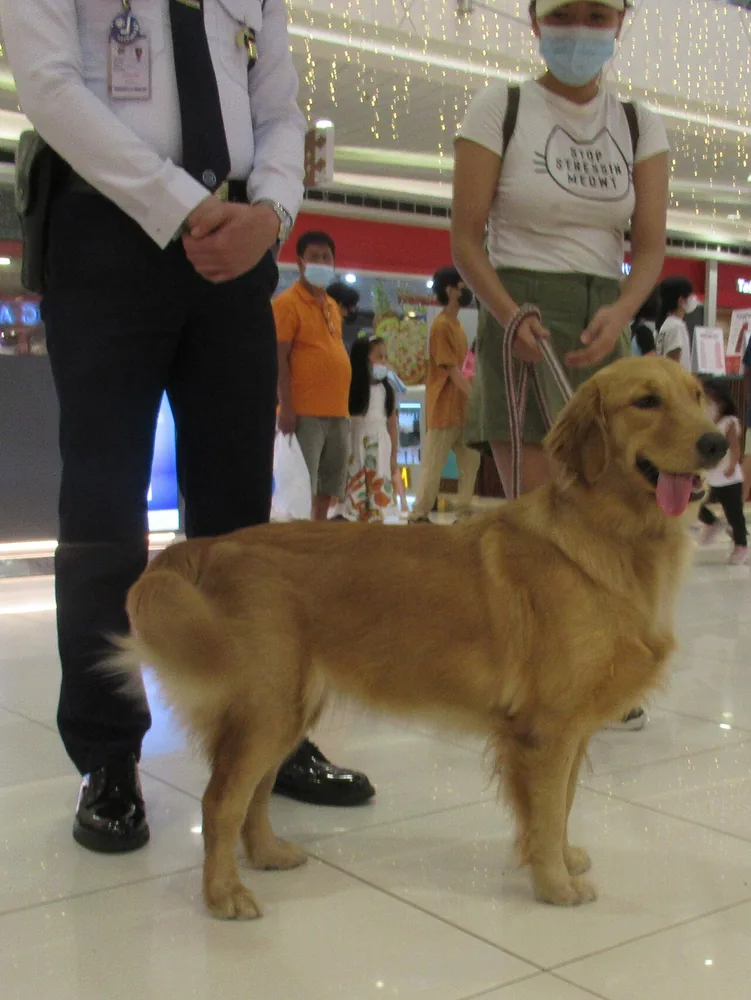 Golden retriever standing beside adults indoors.