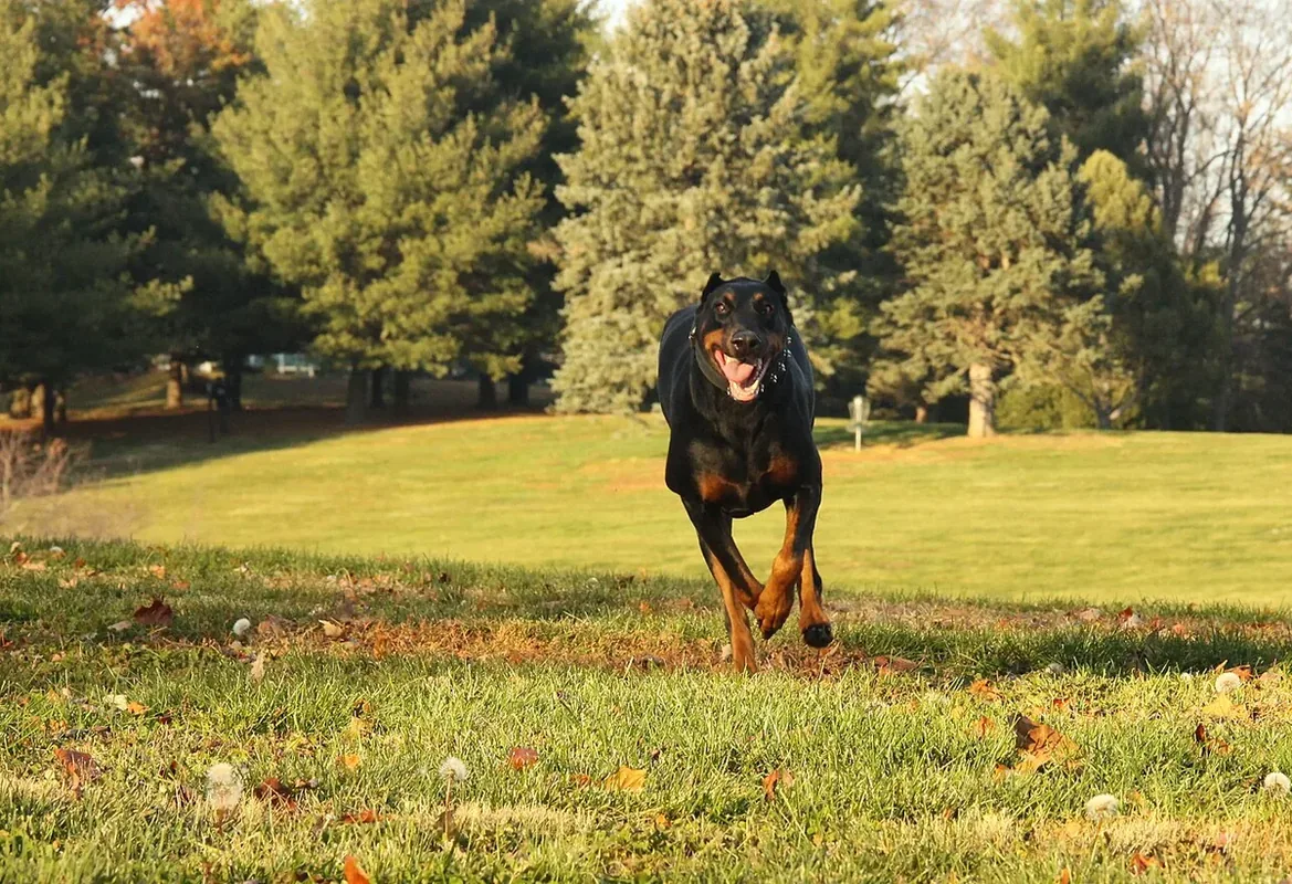 01 My Dobermann Kitty Running.jpg