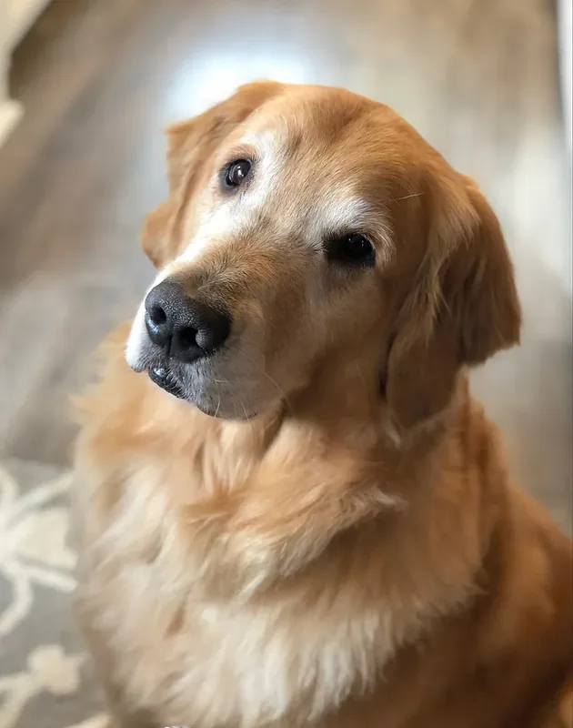 Watson is our Golden Retriever. He is a retired Helping Paws Service Dog.