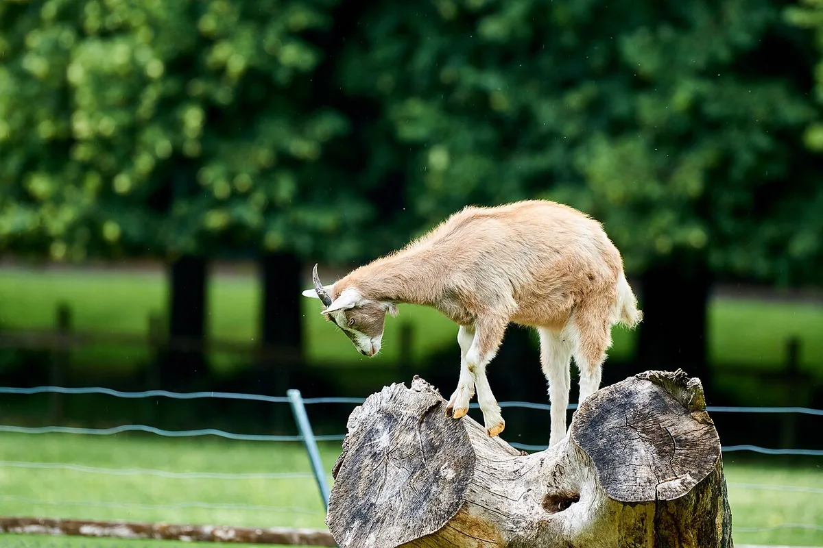 Light-colored goat standing on a rock beside a fence.