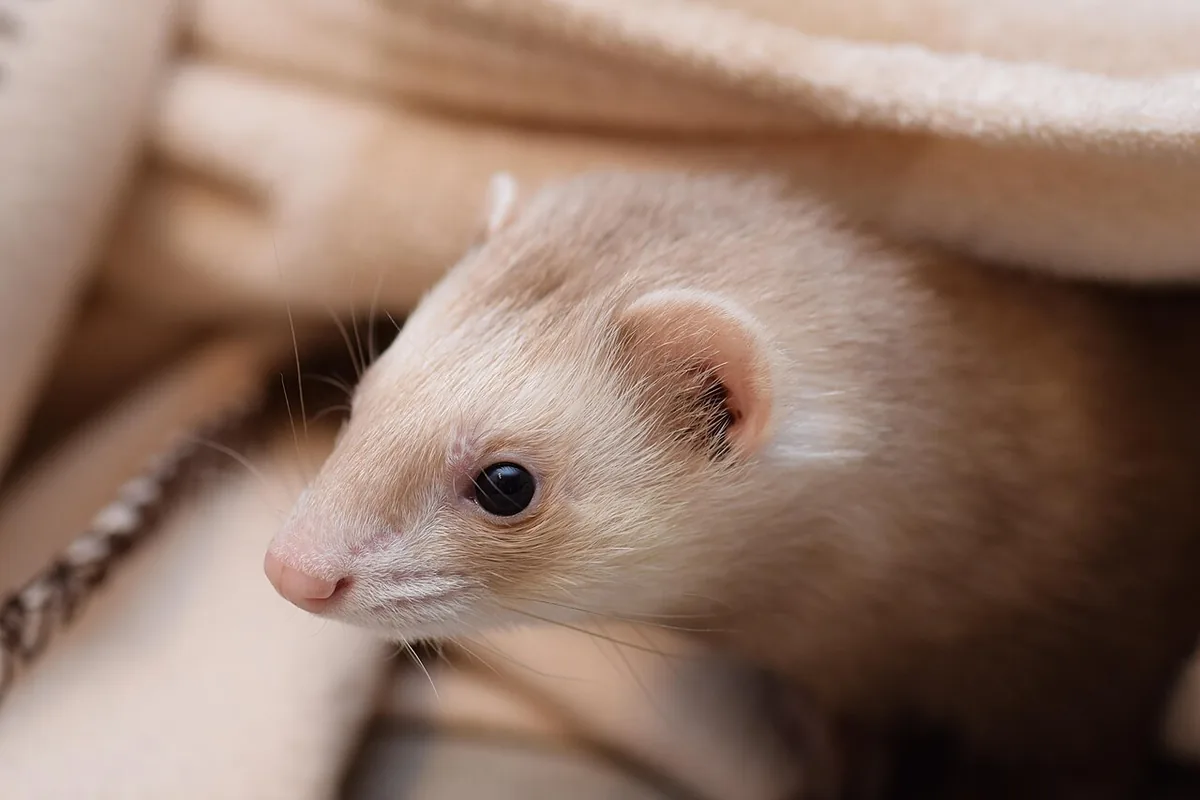 Pale ferret’s head emerging beneath soft fabric.