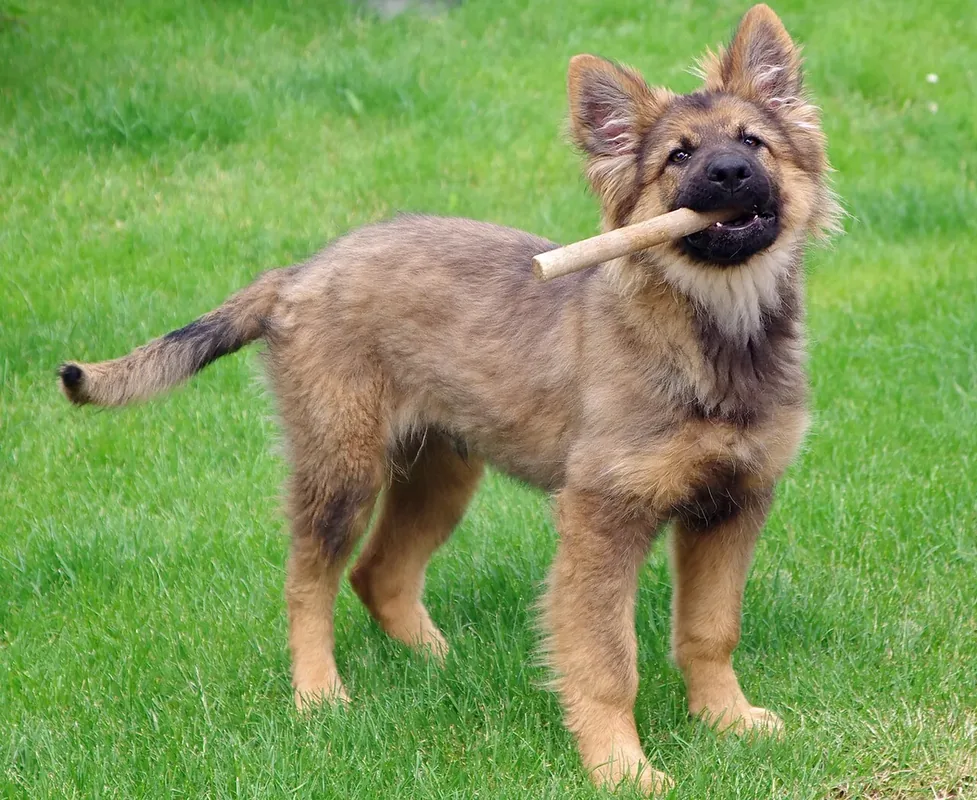 German Shepherd dog puppy playing with stick