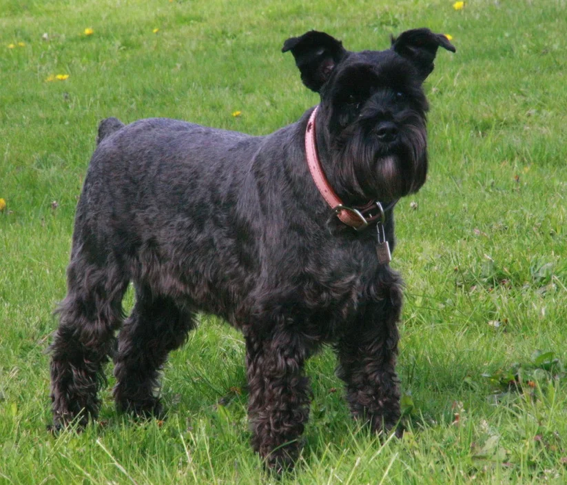 A black schnauzer standing in a grassy garden.