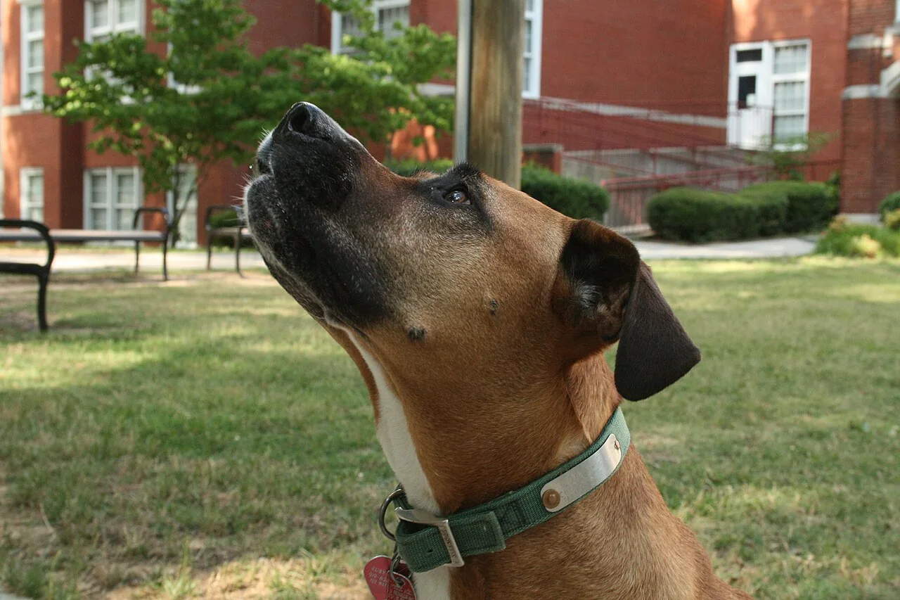 A brown dog wearing a green collar and looking upward.
