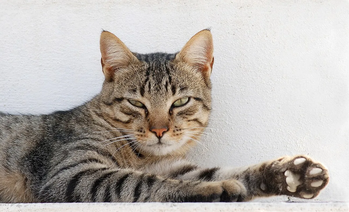 Portrait of a male tabby cat