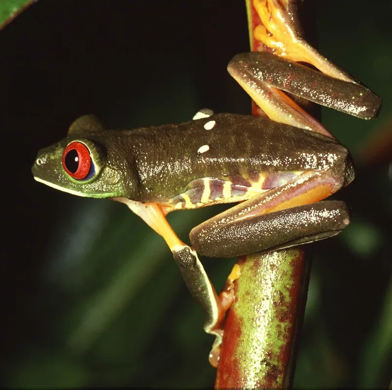 Red-eyed treefrog (female), photographed on Barro Colorado Island, Panama