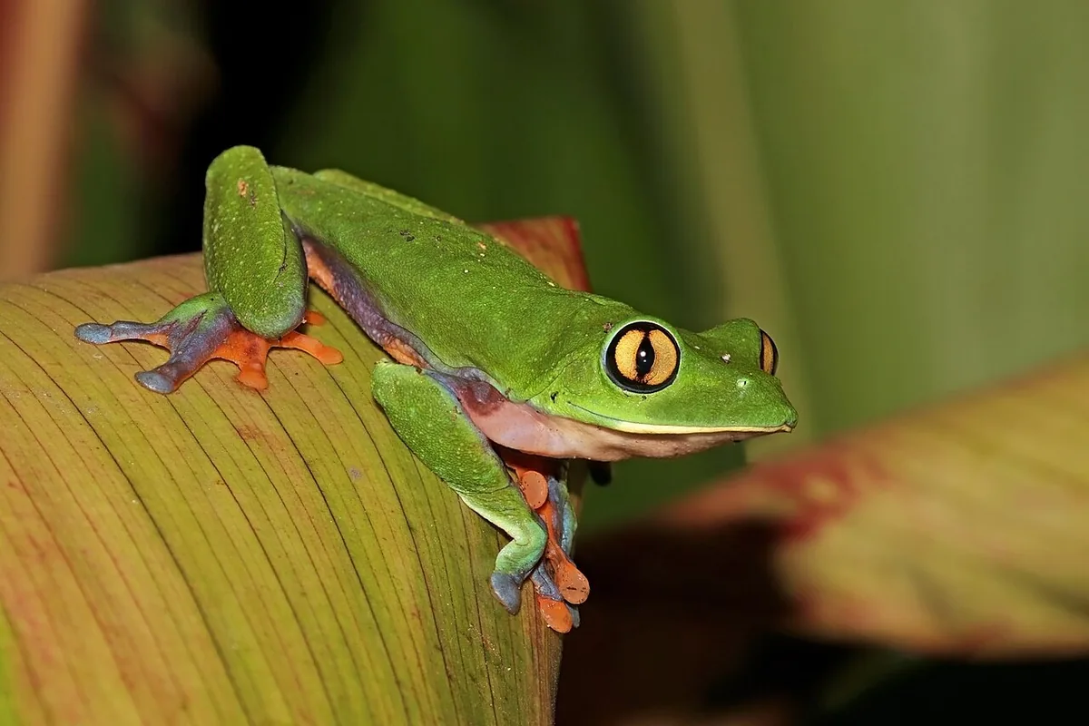 Green frog with orange feet perched on a leaf.