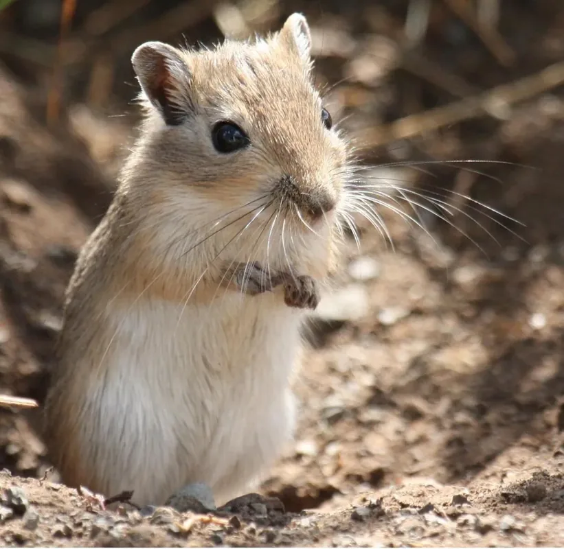 Meriones unguiculatus This is the wild ancestor of the pet gerbil.
