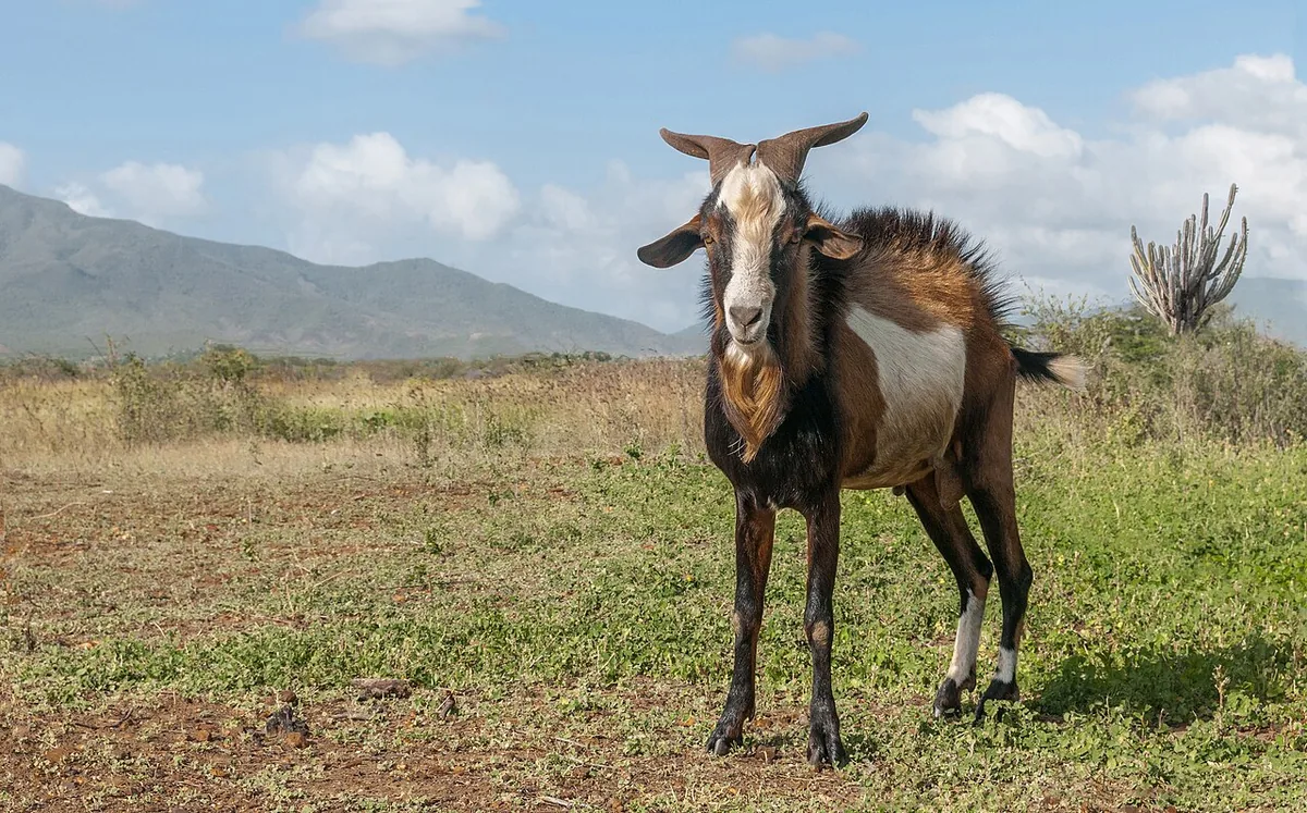 Male goat (Capra aegagrus hircus), Margarita Island, Venezuela.
