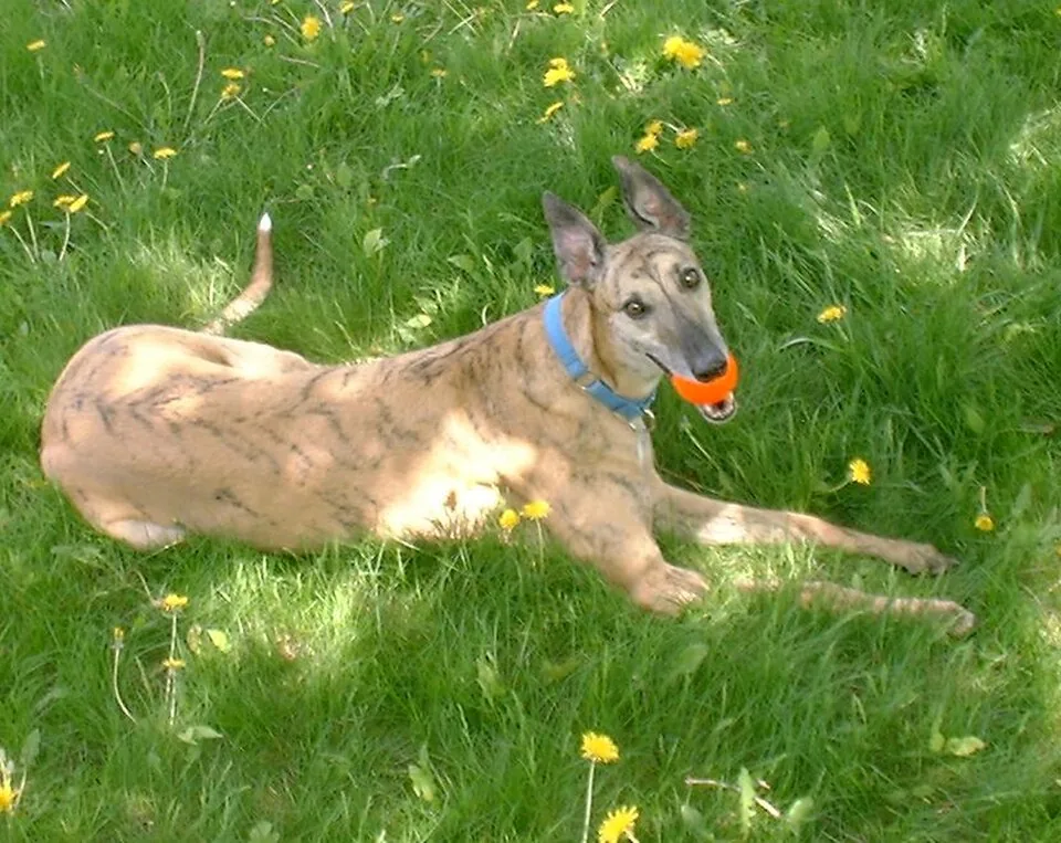 Shamanchill,dig_camera,my adopted greyhound Ploppy LMNOP
Shamanchill,dig_camera,my adopted greyhound Ploppy LMNOP