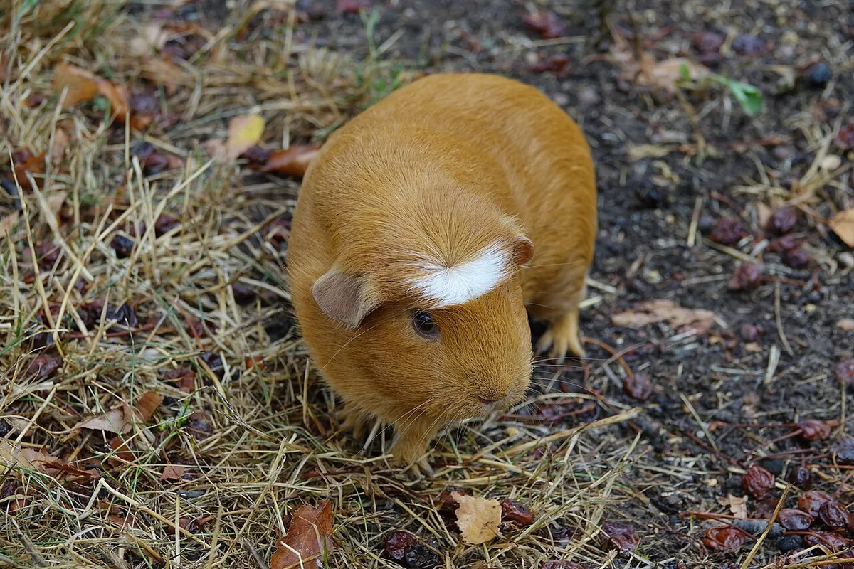 Guinea pig (Cavia porcellus) in Wittelsheim (Haut-Rhin, France).