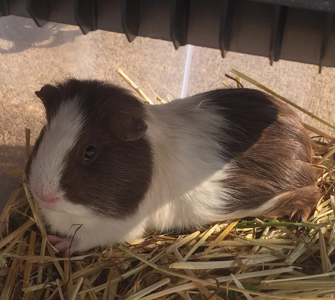 Brown-and-white guinea pig resting on bedding.