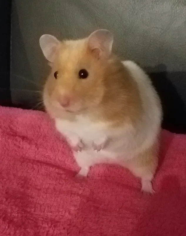 Coco, a Syrian Hamster