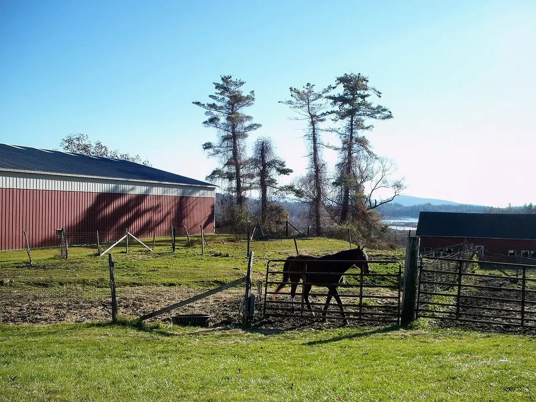 Brown Horse at pasture Undermountain Home Farm and Equestrian Center Lenox, MA