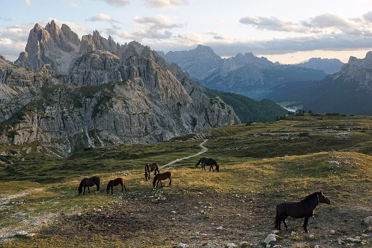 Horses on pasture at Parco Naturale Tre Cime, the Dolomites, South Tyrol, Italy.