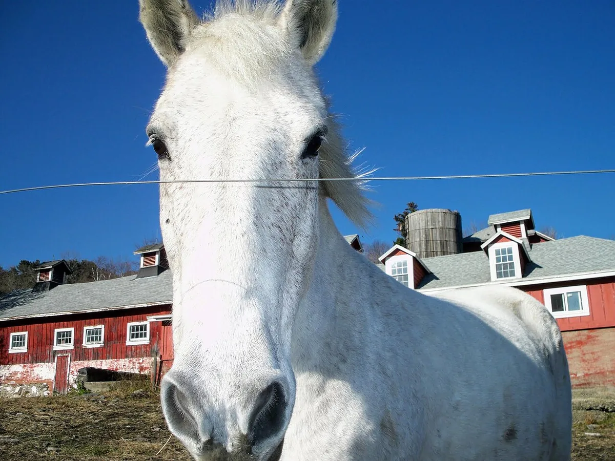 Close view of a white horse with farm buildings behind it.