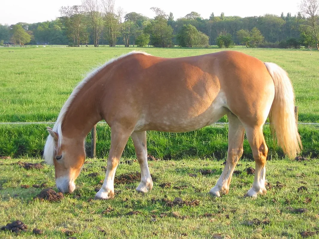 A Haflinger horse on pasture in the Netherlands in May 2006.