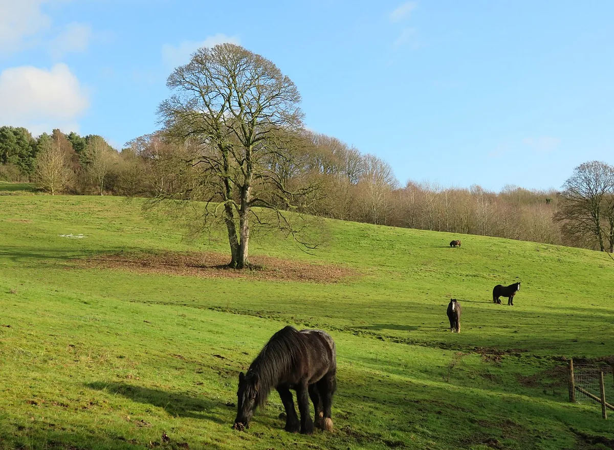 Several horses grazing across a green pasture.