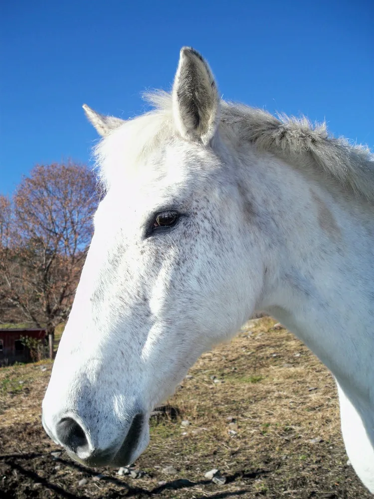 White horse shown in profile beneath a clear blue sky.