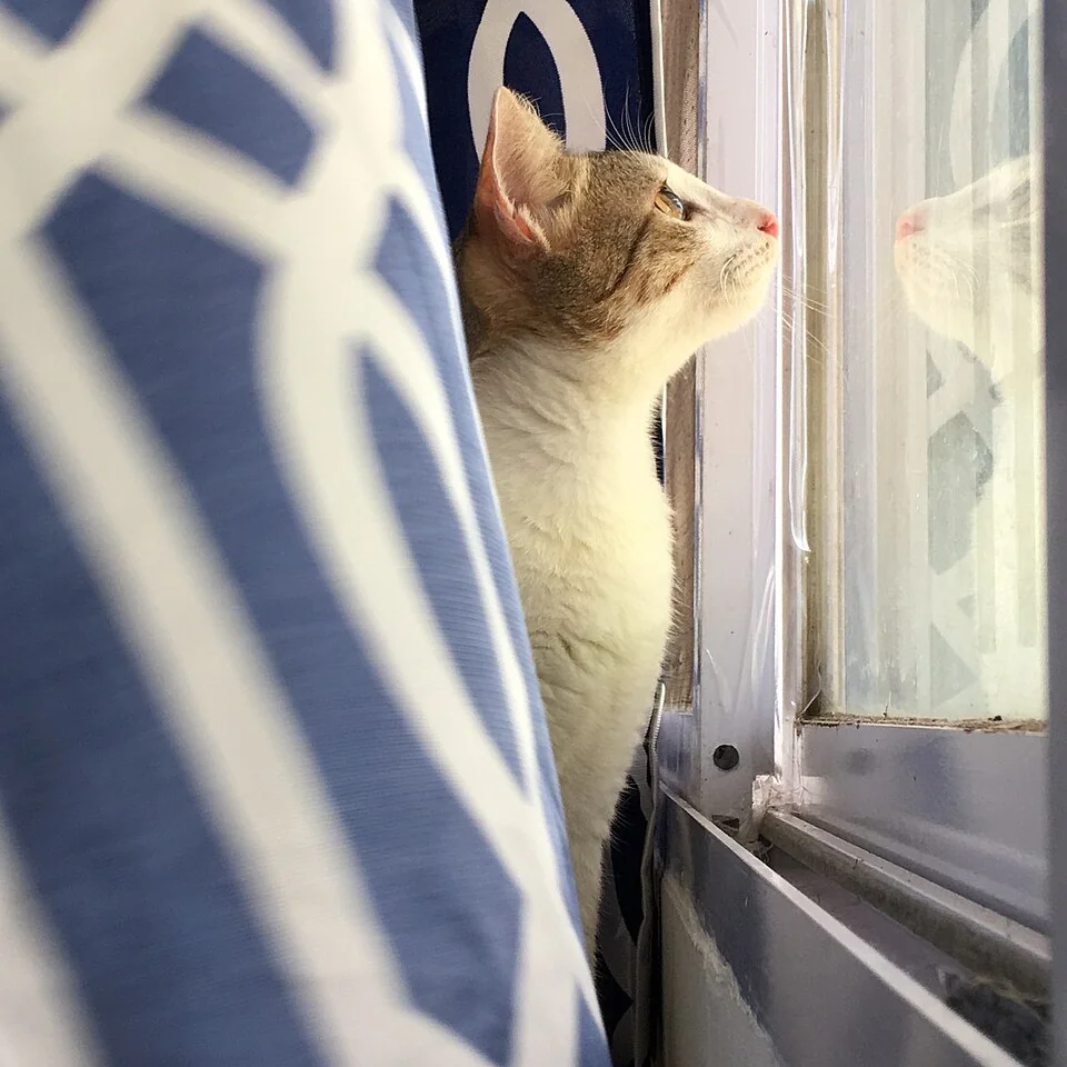 A tabby cat sitting beside a window and looking outside.