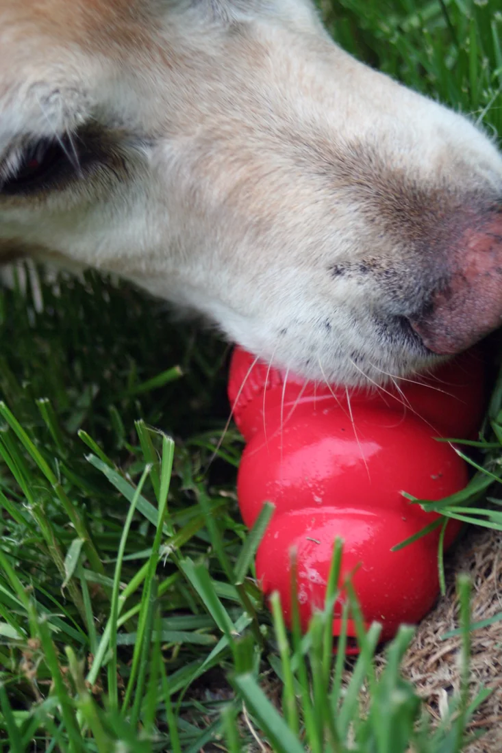A dog holding a red KONG rubber toy in its mouth.
