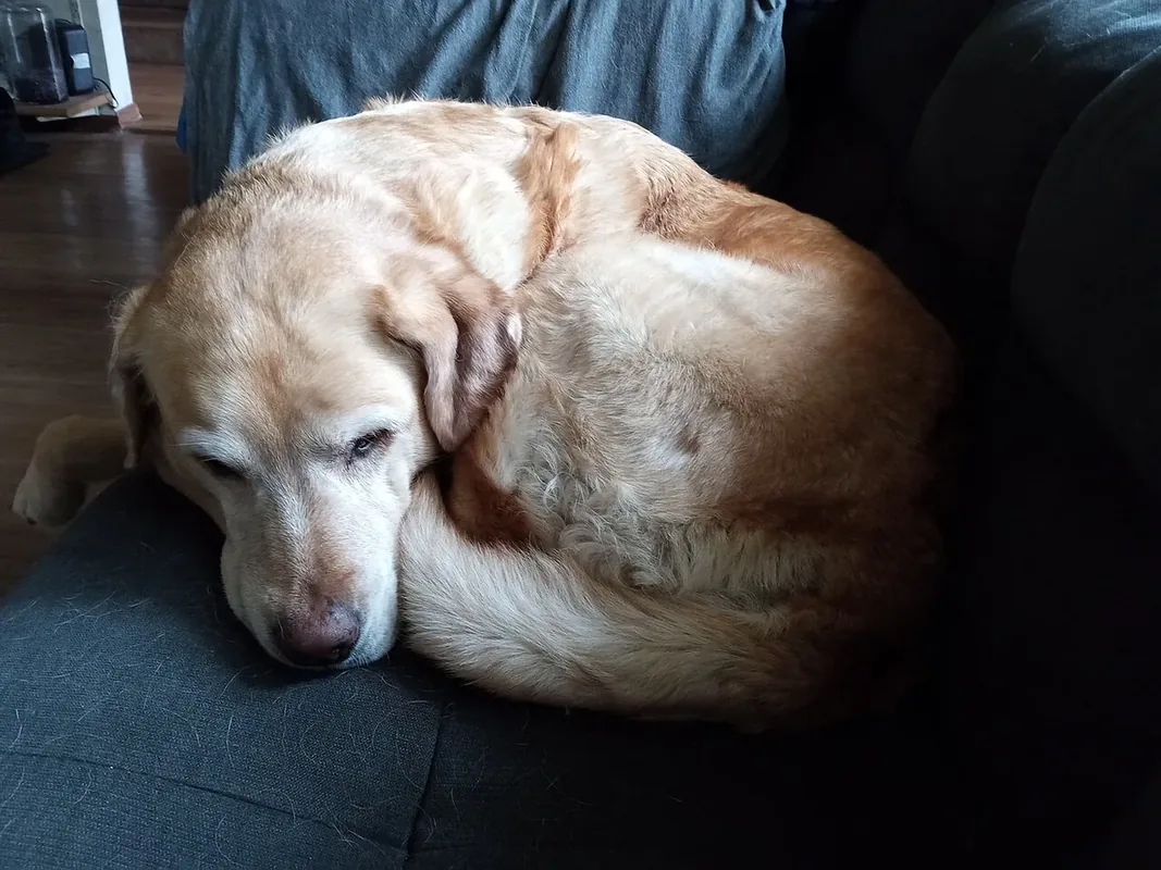 Labrador Retriever in Aurora, Colorado. Age is 9 to 12 years.