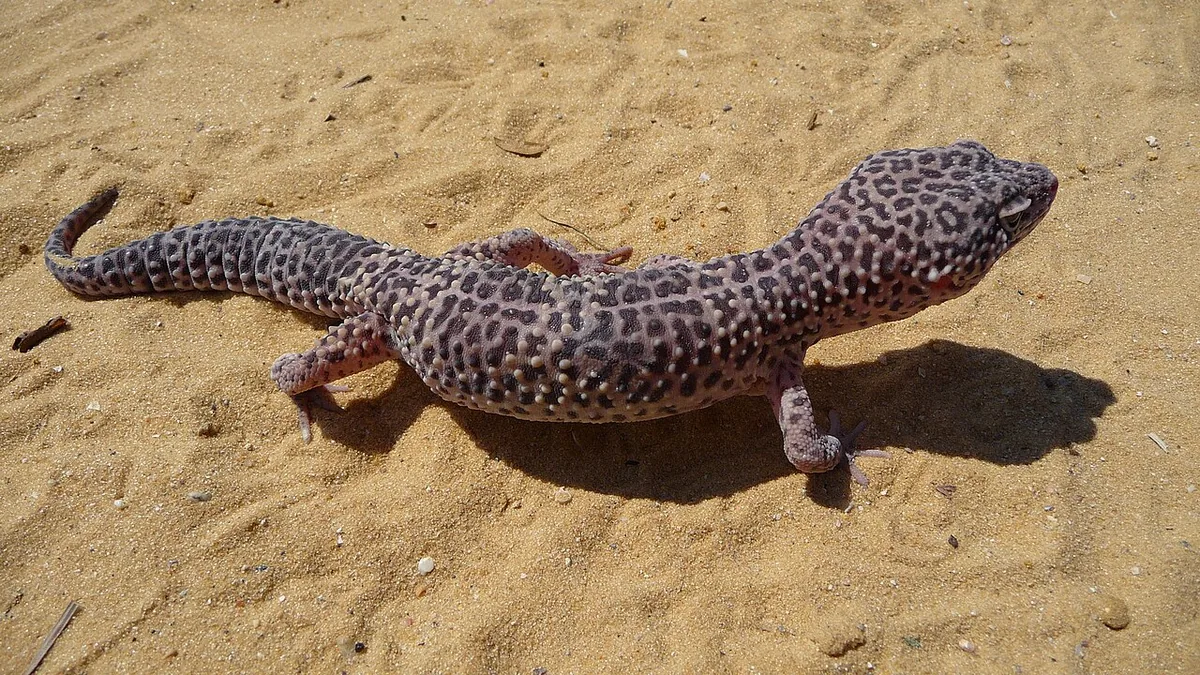 Leopard gecko (Eublepharis macularius)