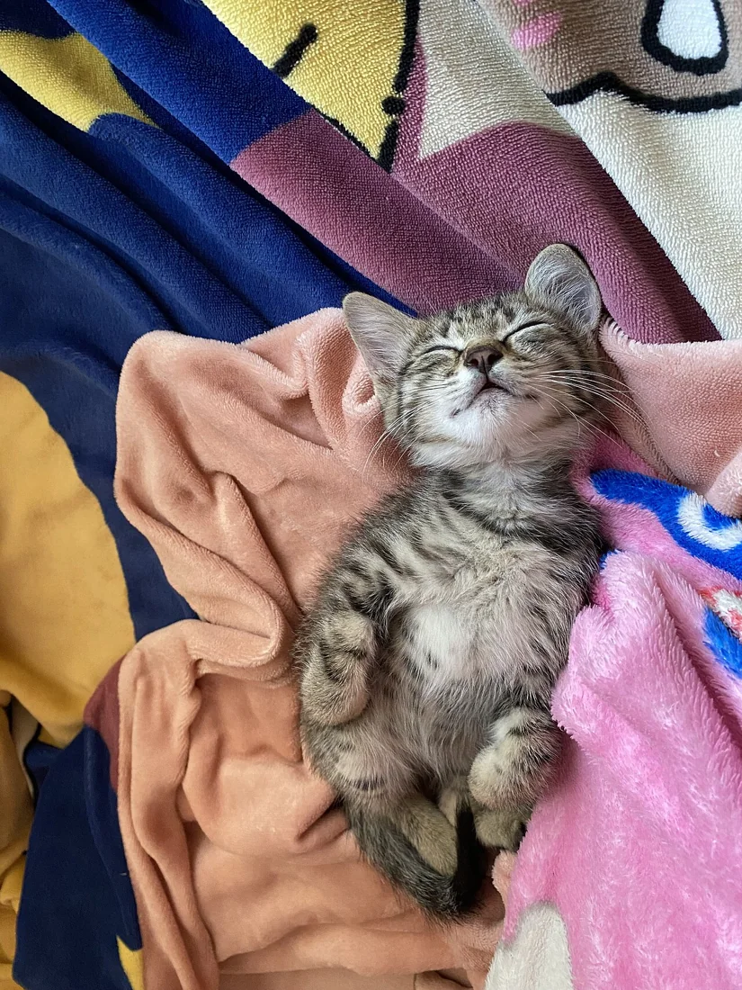 A longhaired tabby cat resting on colorful blankets.