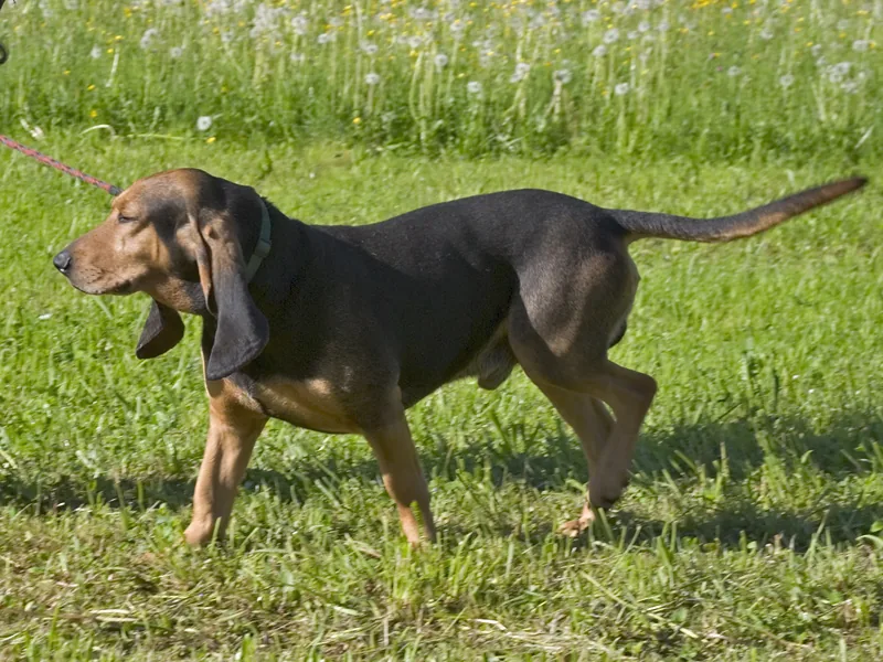This dog is a Hound from Switzerland: Jura Laufhund.